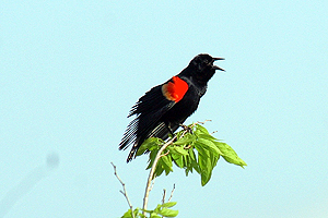 Red-winged Blackbird